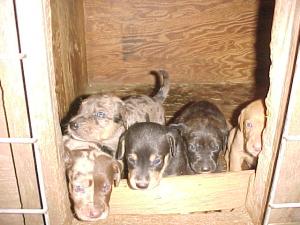 CatahoulaPupsforSale